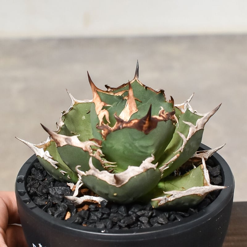 OSP産 Agave アガベ チタノタ 
