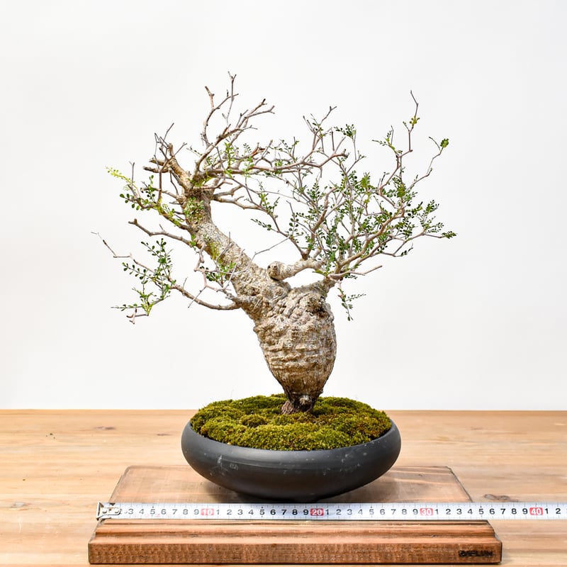 【発根済】オペルクリカリア パキプス 大株 111101】発根済 オペルクリカリア パキプス | KANIK