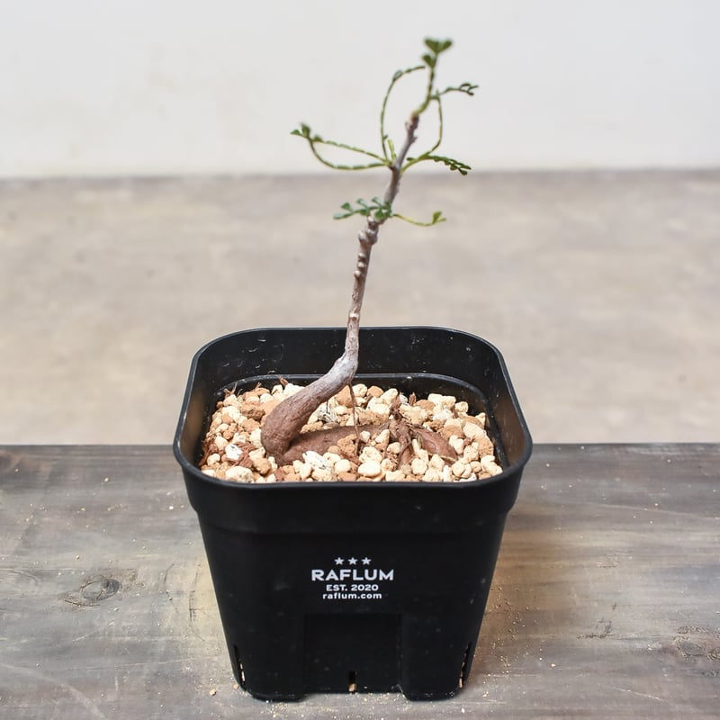 超絶レア！オペルクリカリア ヒファエノイデス コレクション株 オペルクリカリア ヒファエノイデス | GREEN LUCK