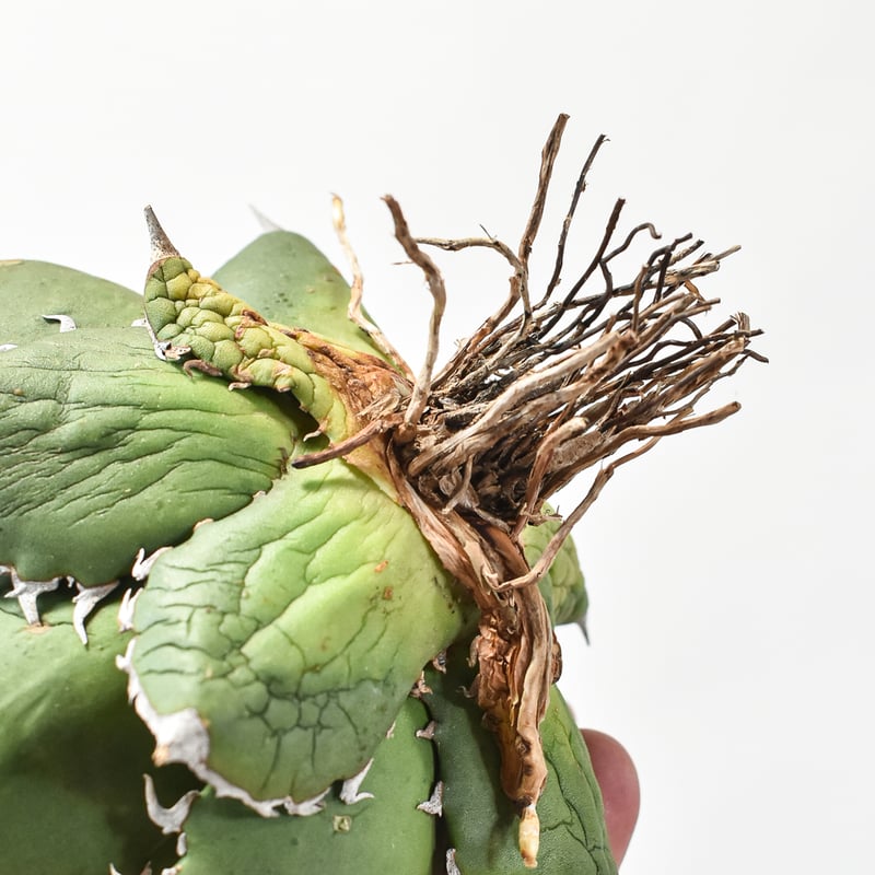 アガベ チタノタ シャークソード 