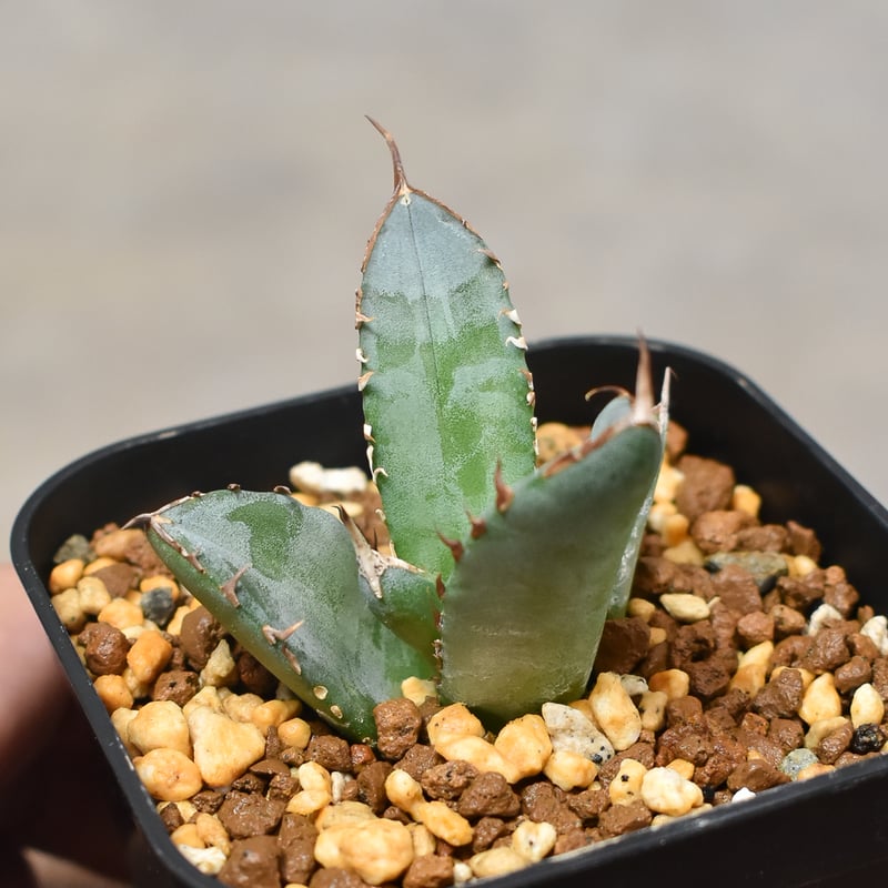 アガベ チタノタ フェニックス 