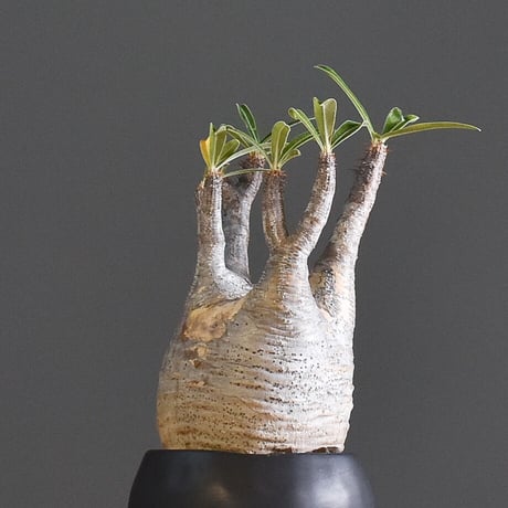 パキポディウム グラキリス 【イチ押し！パキポディウム系の人気者！厳選した良型株を是非！！】RF22153