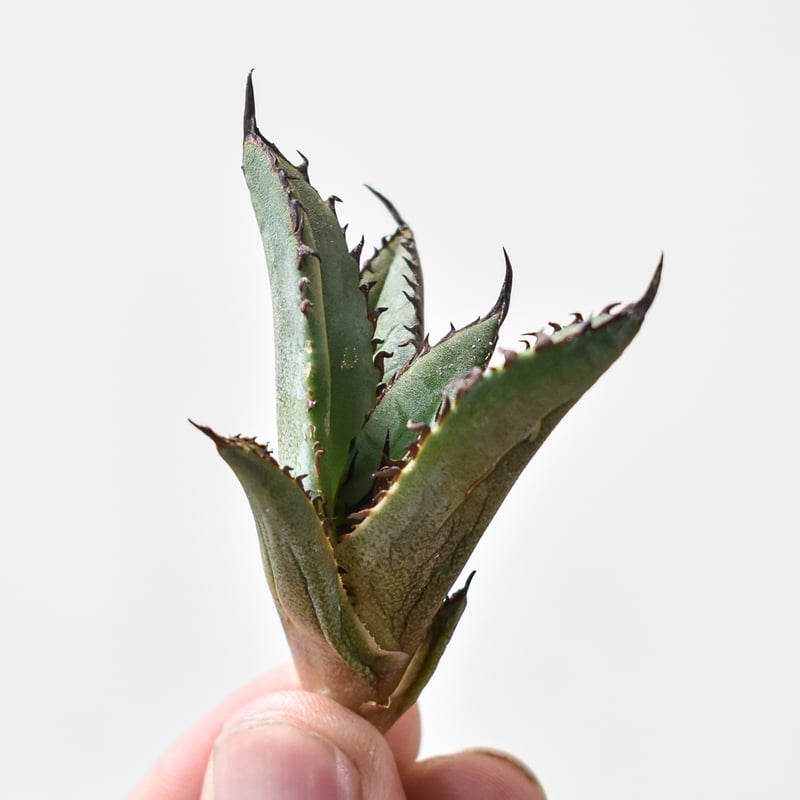 アガベ チタノタ 黑曼巴 ブラックマンバ 【公式通販】