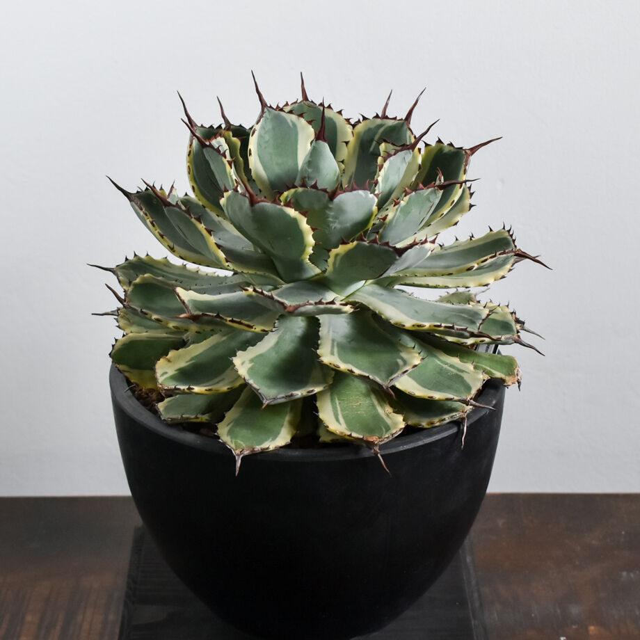 アガベ ポタトラム デザートダイヤモンド【良血統のギュッと詰まった良