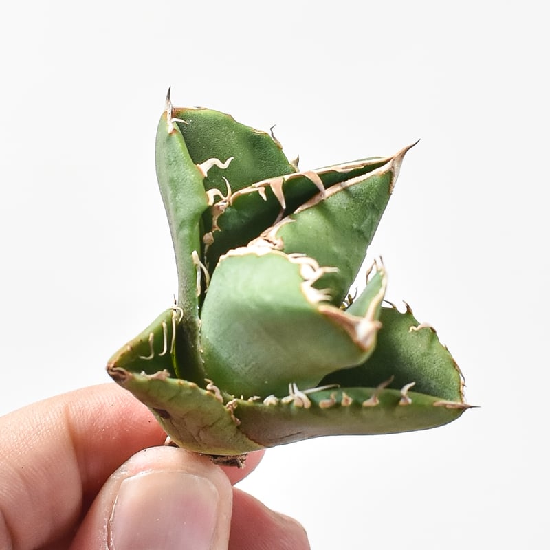 アガベ　チタノタ　追星　COK 専用 アガベ・チタノタ CG01 追星（芽/大）-012｜agave CG01/Cok | Plus