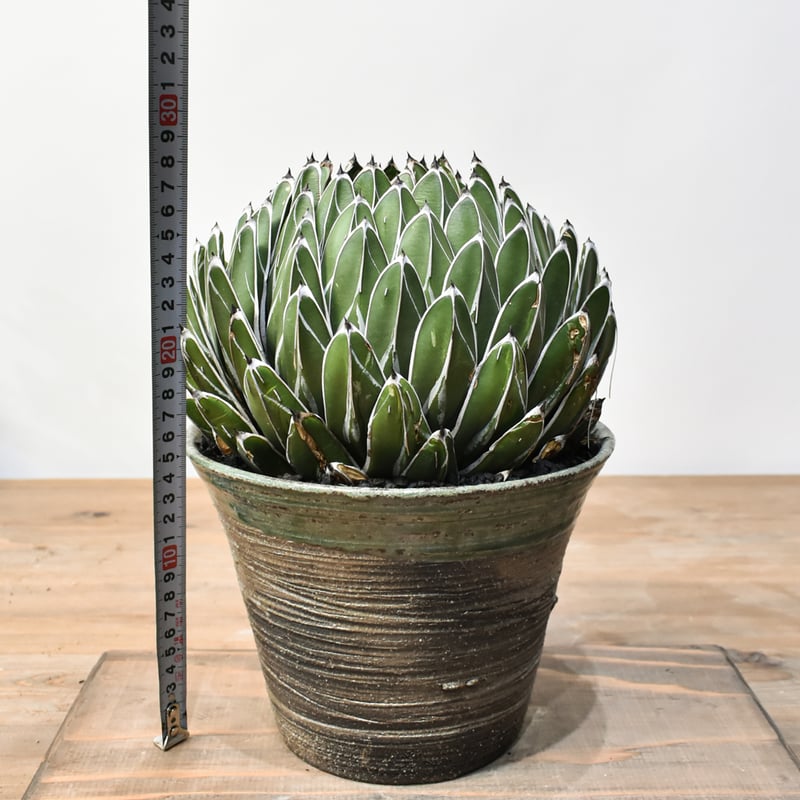 アガベ ビクトリアレジーナ 