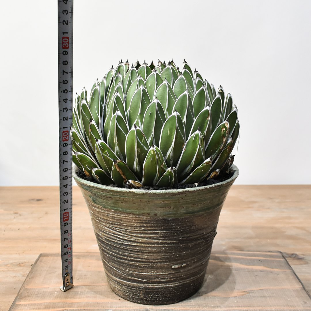 アガベ ビクトリアレジーナ 