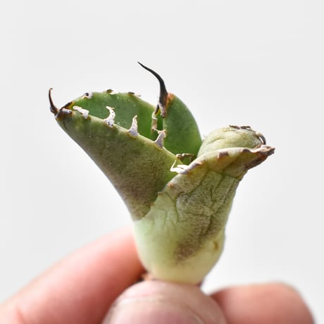 アガベ 雪豹 子株 DRAGON AGAVE】アガベ 雪豹 EC25 – TaiShoDo ONLINE SHOP