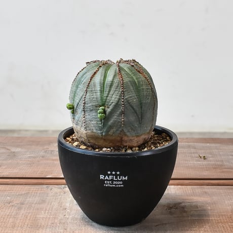 木質化オベサ | STORES 木質化オベサ | STORES