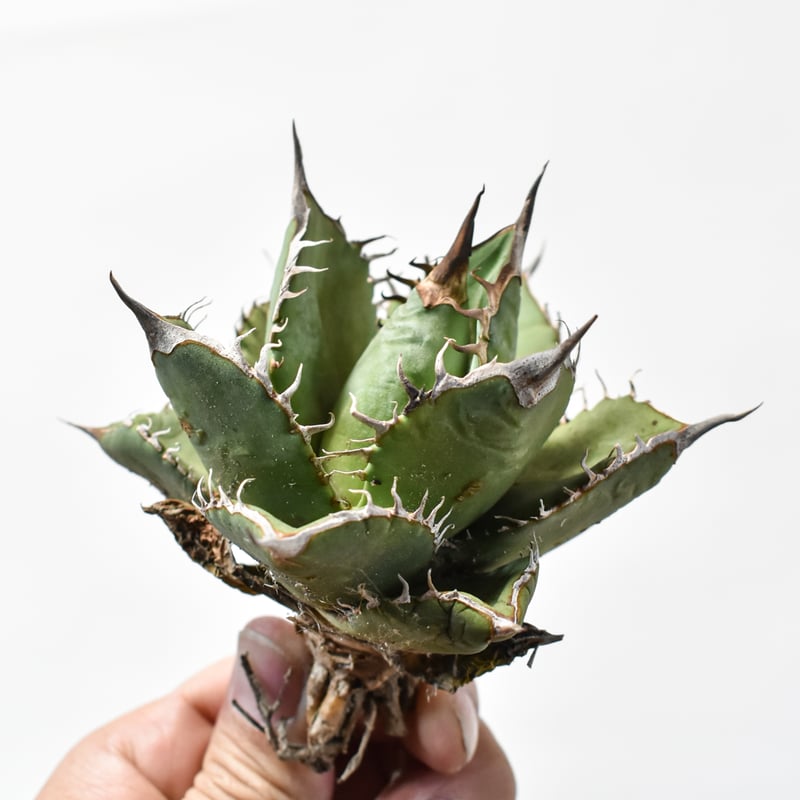 オテロイ実生12