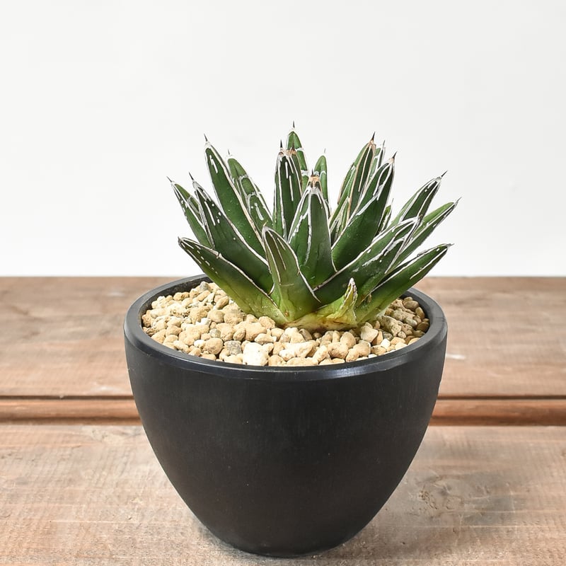 アガベ ビクトリアレジーナ 