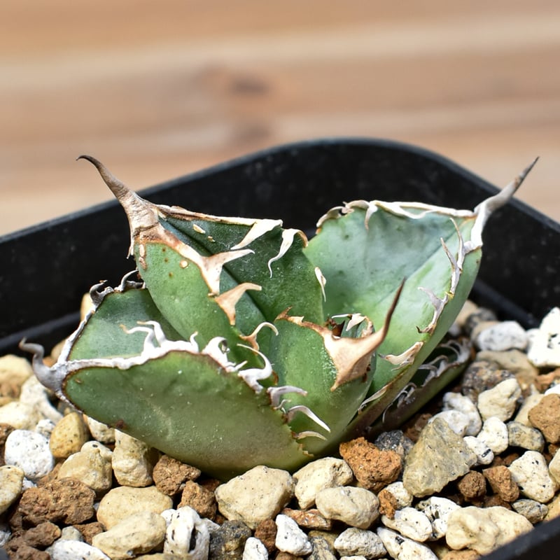 アガベ　チタノタ Yahoo!オークション - 15多肉植物アガベ チタノタ Agave