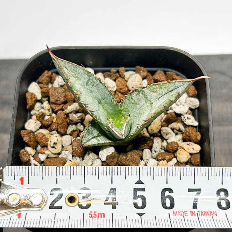 アガベ チタノタ 