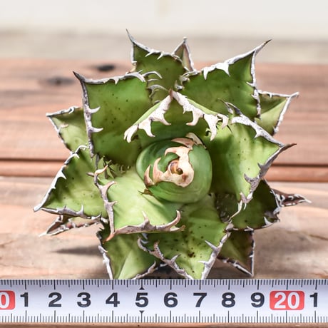 【RAFLUM特選株】アガベ チタノタ "レッドキャットウィーズル" / 赤猫 , 紅猫  【台湾産/抜き苗/中株】DG2401531