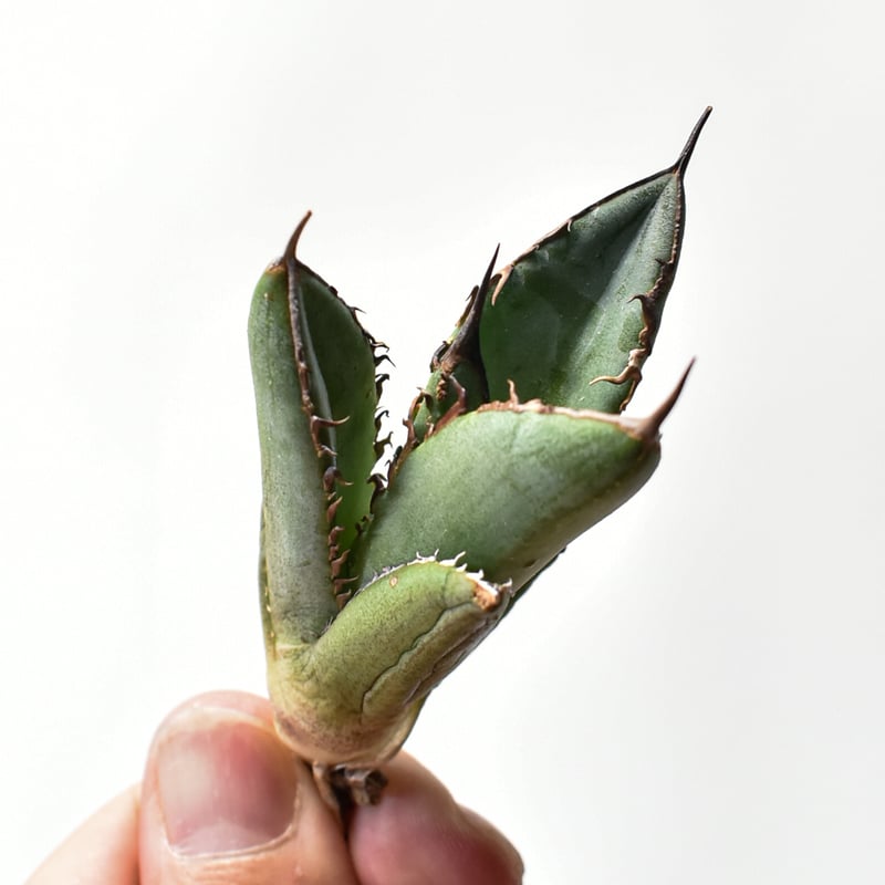 アガベ オテロイ 