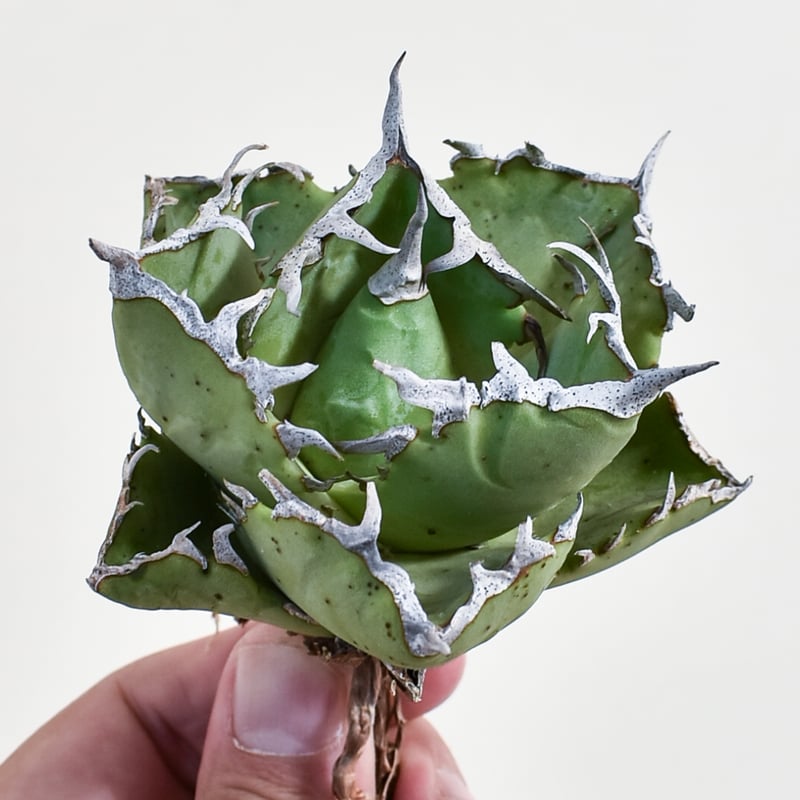 アガベ チタノタ クラブ 