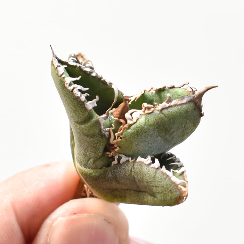 アガベ チタノタ Shi-hao 