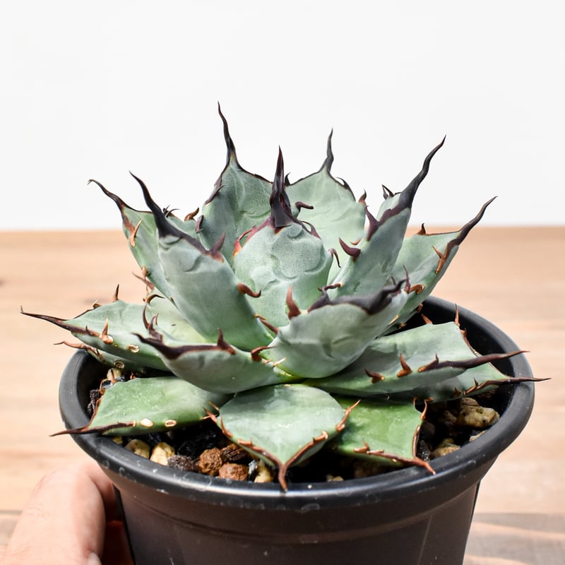 K*o様 多肉植物・アガベ 【妖帝】 エボリスピナX帝君の交雑種・ブツブツ・ハイ 希少】アガベ 妖炎✕黒帝斯 ユタエンシス✕ハデス ハイブリッド