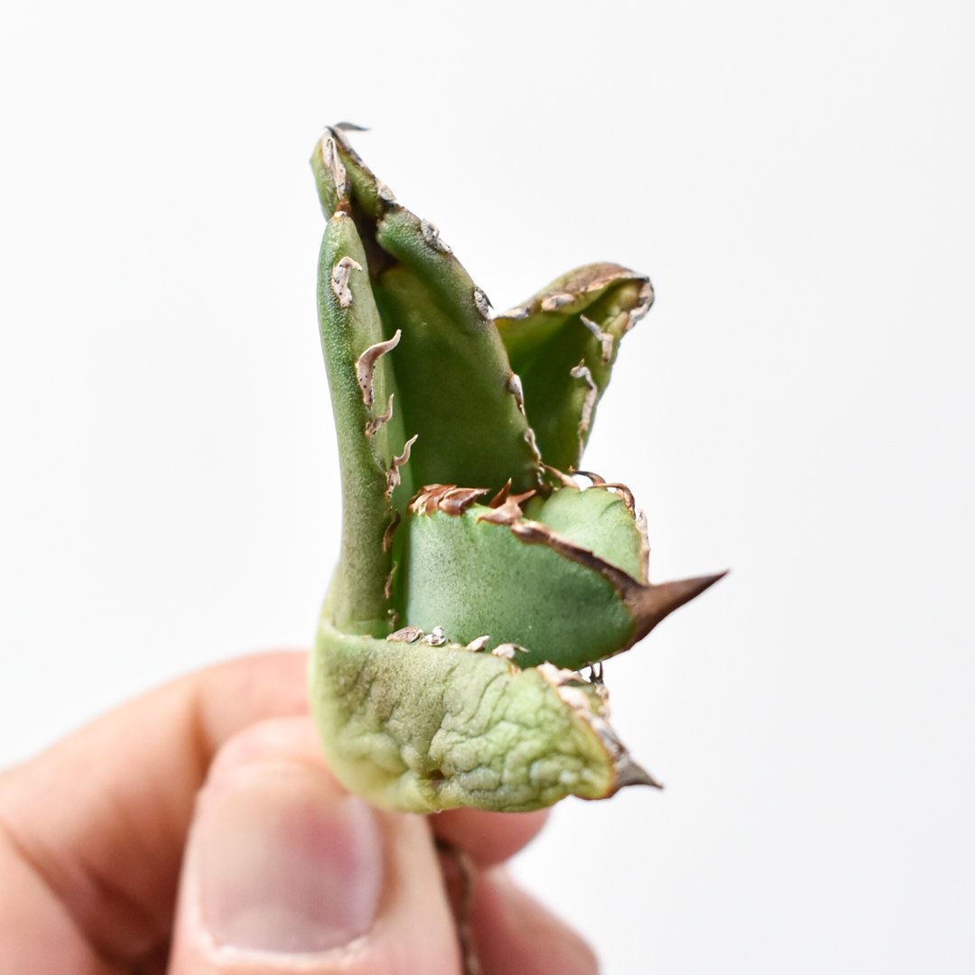 アガベ チタノタ 