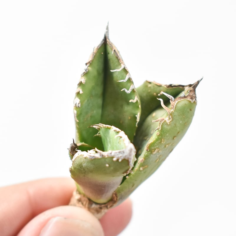 アガベ チタノタ 麻花龍 【台湾 berlin産/子株/抜き苗】B BE2402687 |