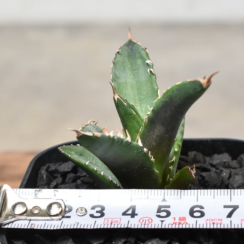 アガベ チタノタ ホワイトファイヤー 