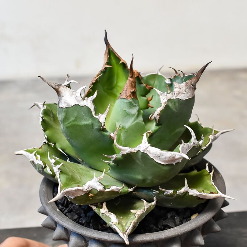 アガベ　チタノタ　ホワイトファイアー　白火焔　暗覆輪斑 アガベ チタノタ ホワイトファイヤー 