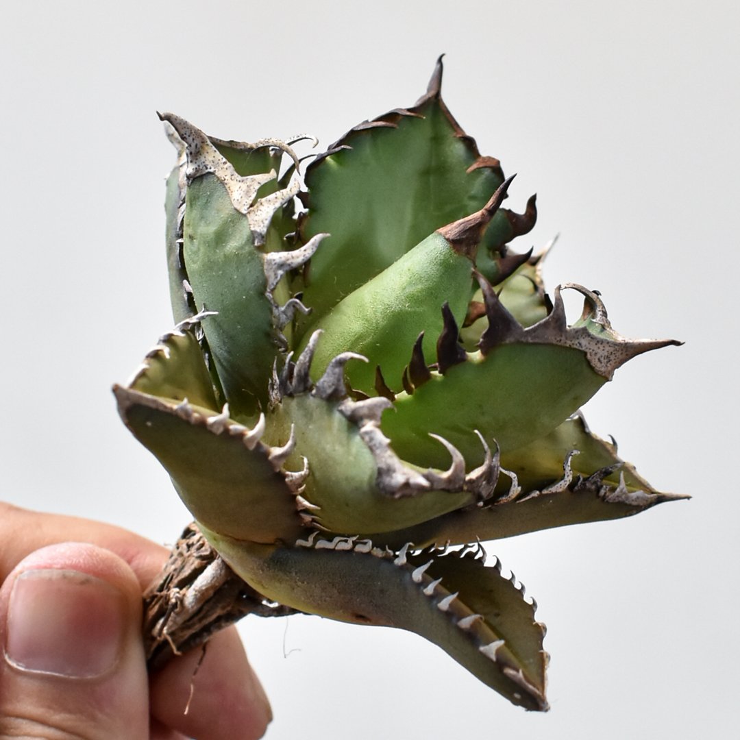 ◤アガベ　チタノタ　レッドキャットウィーズル錦　覆輪斑◢ 楽天市場】高級株 アガベ チタノタ レッドキャットウィーズル錦