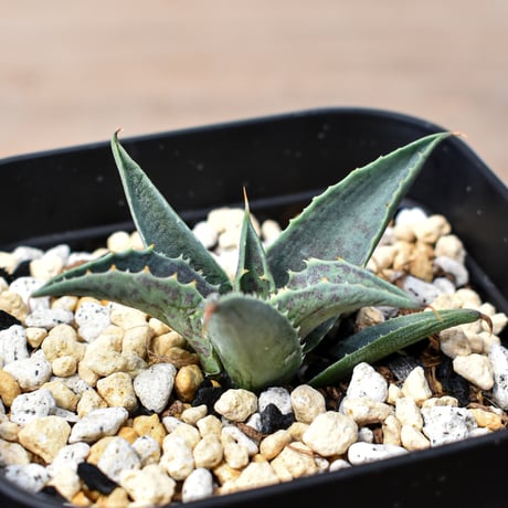 アガベ ハイブリット "邪霊" (特白肌怒雷神×血妖) 【台湾botanical_seeker産】RF25011797