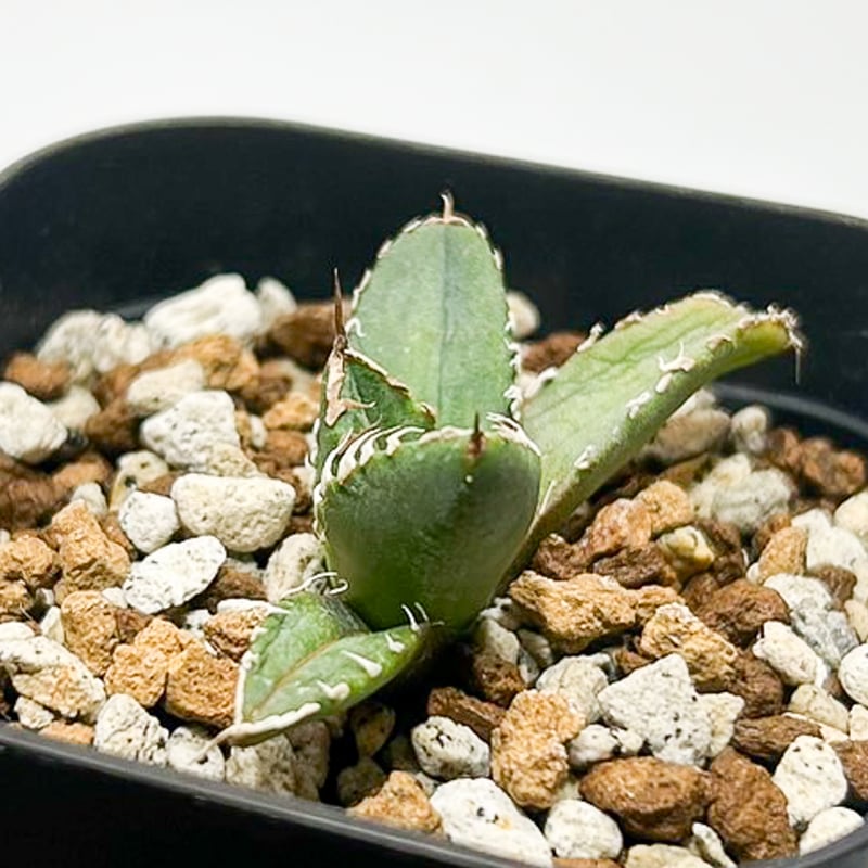 パ*パ様 台湾アガベ　berlin産　チタノタ オテロイ WF /悪魔 清櫻 台 パ*パ様 台湾アガベ berlin産 チタノタ オテロイ WF /悪魔 清櫻 台