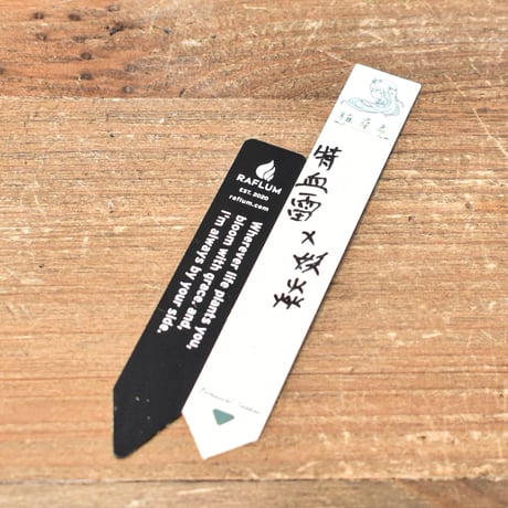 アガベ ハイブリット "特選血雷×象牙妖炎" (血斑無し個体)【台湾botanical_seeker産/選抜株】RF25011810