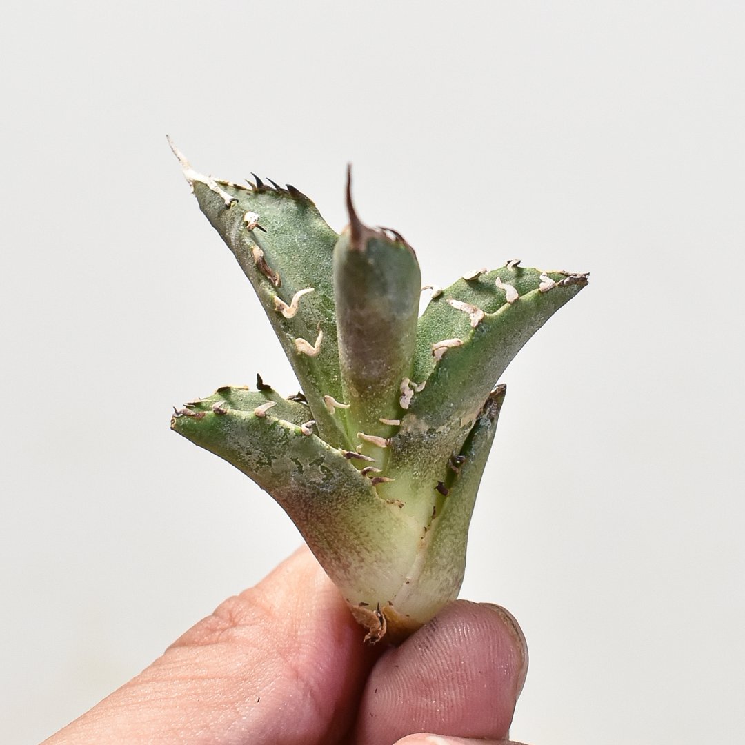 Agave titanota【猟豹】親株販売 アガベ チタノタ 