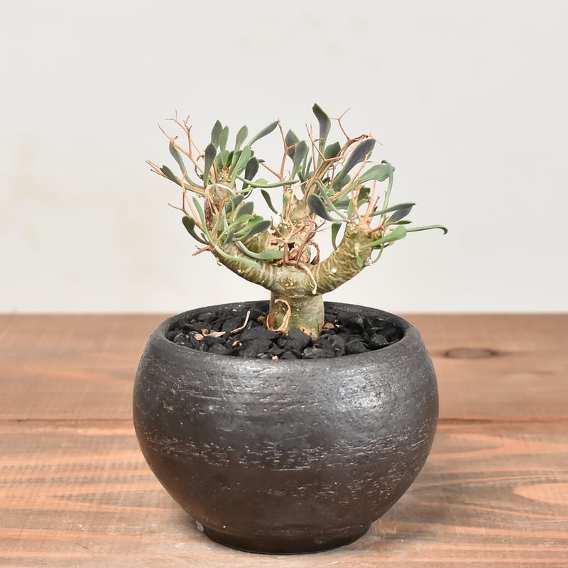 n*m様 オトンナ ユーフォルビオイデス 実生 ② Othonna euphorbioides【オトンナ・ユーフォルビオイデス・実生