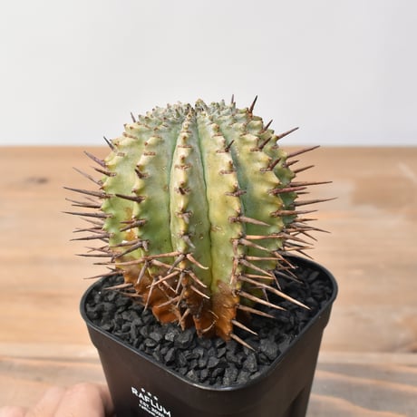 ☆極上品☆ユーフォルビア　オベサ　obesa 輸入株　10cm　ホリダ 丸形】ユーフォルビア・オベサ 中株 Euphorbia obesa - HANS