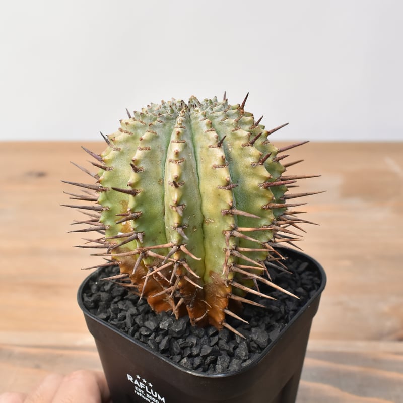 ユーフォルビア ホリダ 