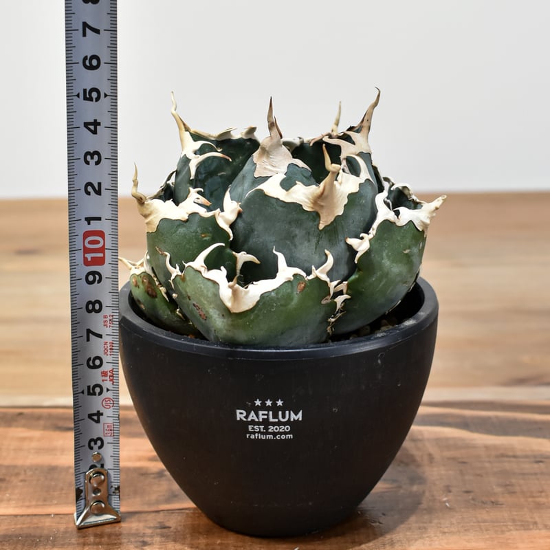 5CLAW】アガベ チタノタ “精品白鯨” 【台湾 dragon agave産/発根済み/中