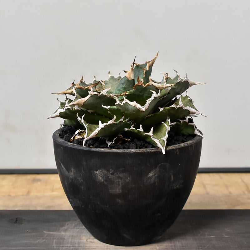 アガベ チタノタ 