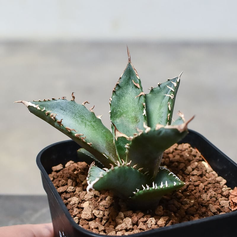 齋*郎様 アガベ x white fang 発根済　ホワイトファング cactus.green | Agave 