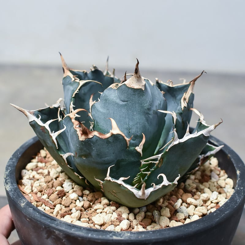 アガベ チタノタ 