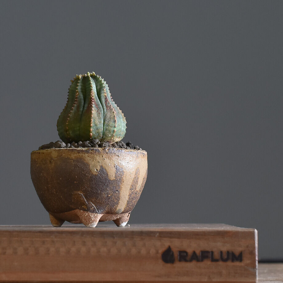 ユーフォルビア オベサ /オールド オベサ【根強い人気！！木質化