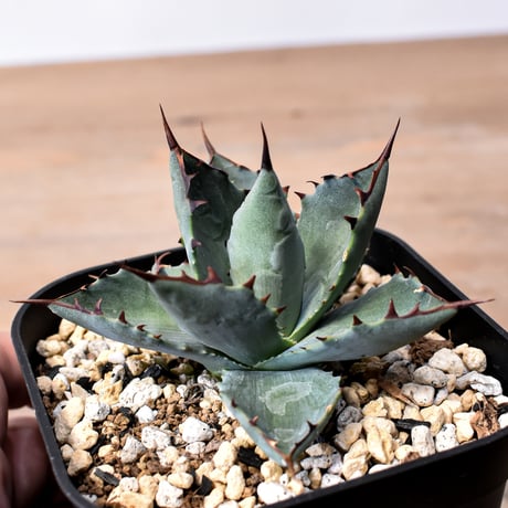 アガベ ハイブリット 曙光 ×（パラサナ、イシスメンシス）【台湾botanical_seeker産】H RF25011579