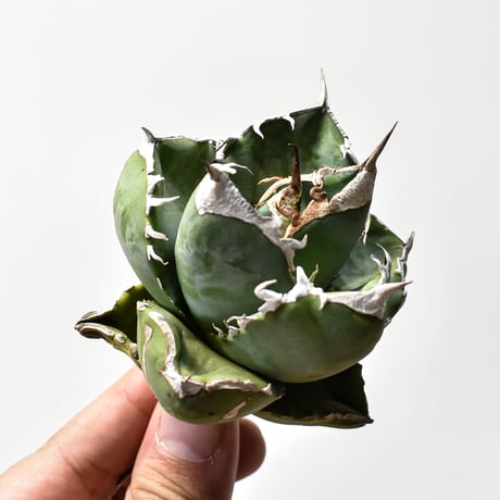 アガベ南アフリカダイヤモンド | STORES