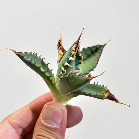 ユタエンシス×bb | STORES