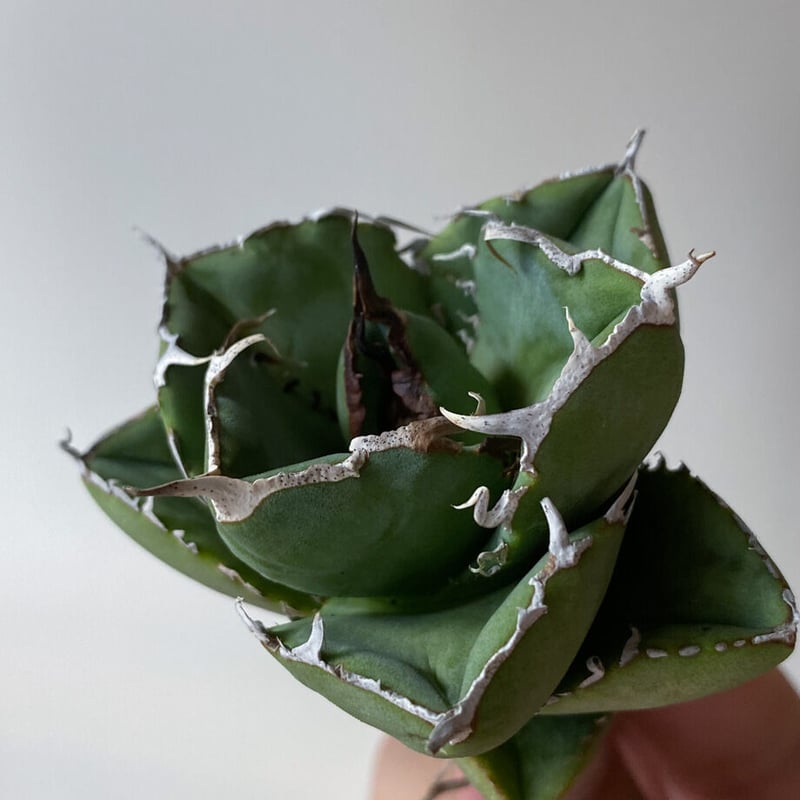 アガベ　チタノタ　純血ジャガーノート①直径約１１ｃｍ　現株鉢ごと発送　義援金 アガベ チタノタ 純血ジャガーノート①直径約11cm 現株鉢