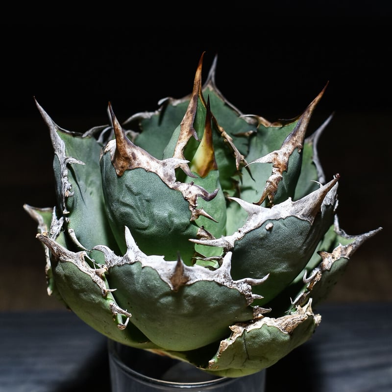 agave アガベ titanota チタノタ 白鯨 選抜株 fo076