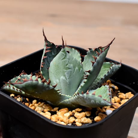 アガベ ハイブリット （パラサナ、イシスメンシス）×曙光【台湾botanical_seeker産】B