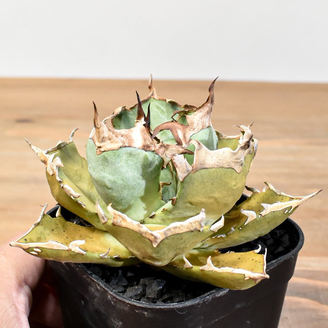 fit=scale-down,w=1200