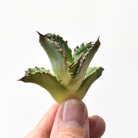 CATEGORY アガベ チタノタ 皇冠 | RAFLUM / ラフラム｜東京、大阪の