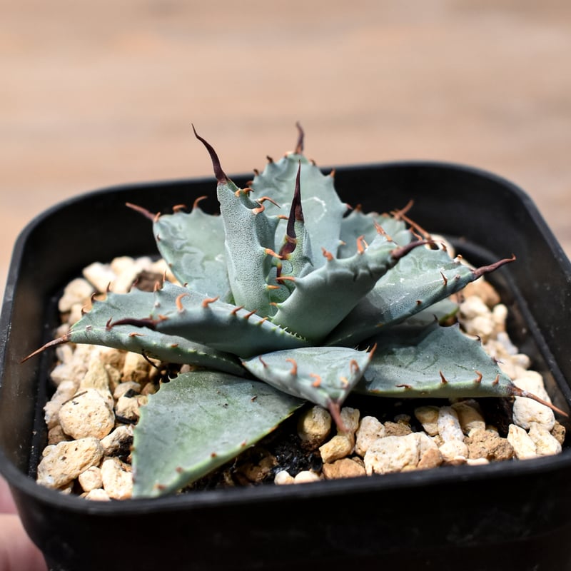 アガベ パライシ パラサナ イシスメンシス ハイブリッド 陽炎 アガベ パライシ パラサナ イシスメンシス ハイブリッド 陽炎