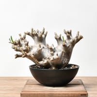 チレコドン レティキュラーツス 