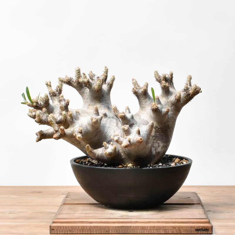 RAFLUMコレクション】パキポディウム イノピナツム 